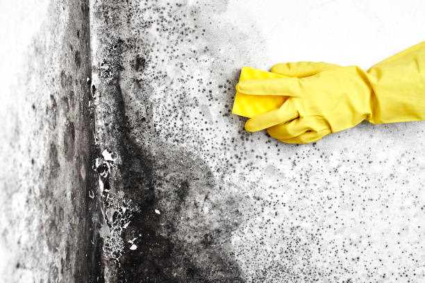 Best Black Mold Remediation in China Lake Acres, CA