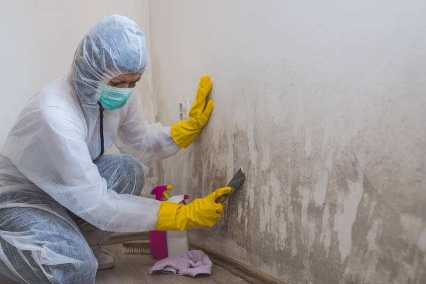 Best Residential Mold Remediation in China Lake Acres, CA