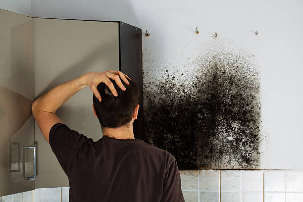 Best Attic Mold Remediation in China Lake Acres, CA
